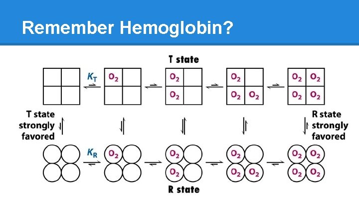 Remember Hemoglobin? 