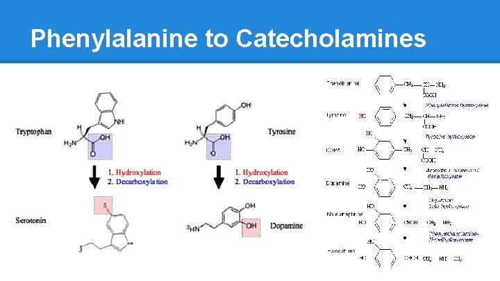 Phenylalanine to Catecholamines 