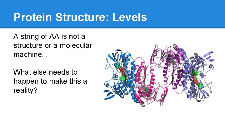 Protein Structure: Levels A string of AA is not a structure or a molecular