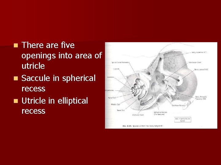 There are five openings into area of utricle n Saccule in spherical recess n