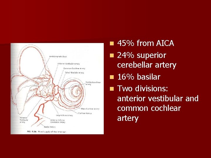 n n 45% from AICA 24% superior cerebellar artery 16% basilar Two divisions: anterior