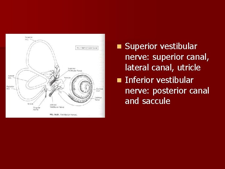 Superior vestibular nerve: superior canal, lateral canal, utricle n Inferior vestibular nerve: posterior canal