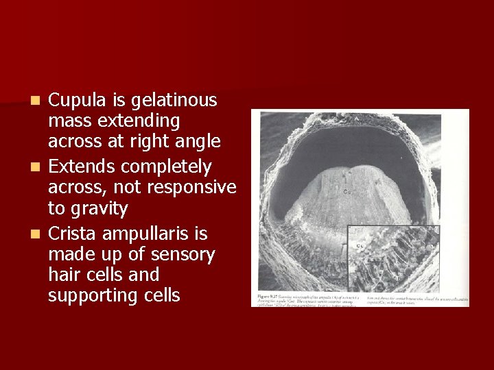 Cupula is gelatinous mass extending across at right angle n Extends completely across, not