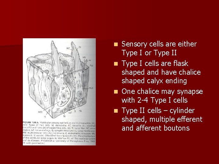 Sensory cells are either Type I or Type II n Type I cells are