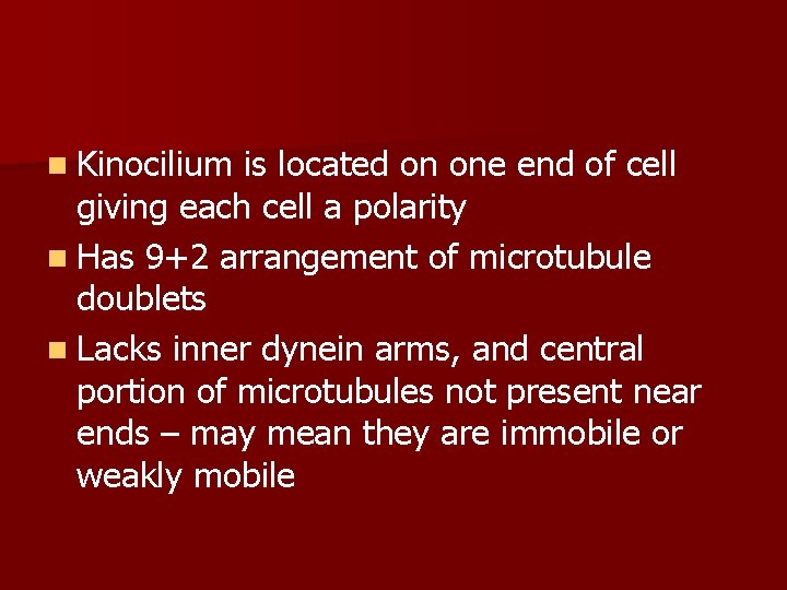n Kinocilium is located on one end of cell giving each cell a polarity