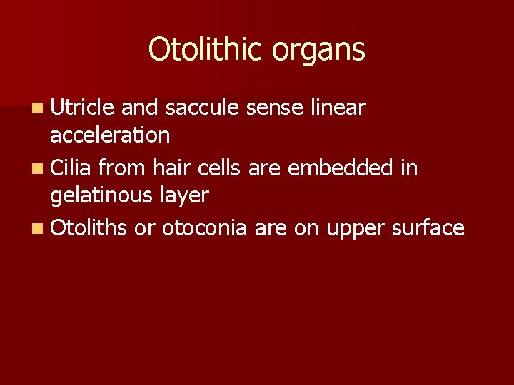 Otolithic organs n Utricle and saccule sense linear acceleration n Cilia from hair cells