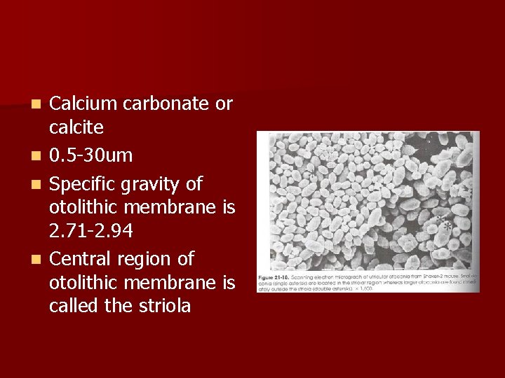 n n Calcium carbonate or calcite 0. 5 -30 um Specific gravity of otolithic