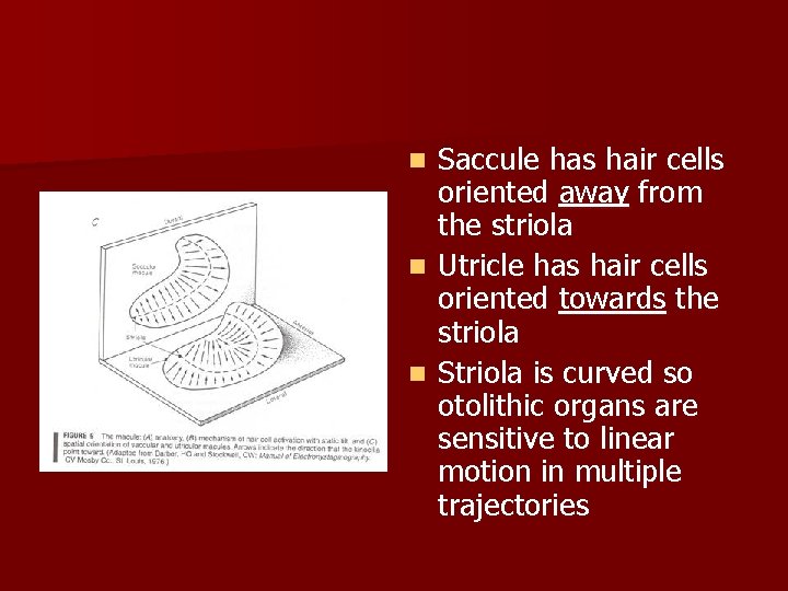 Saccule has hair cells oriented away from the striola n Utricle has hair cells