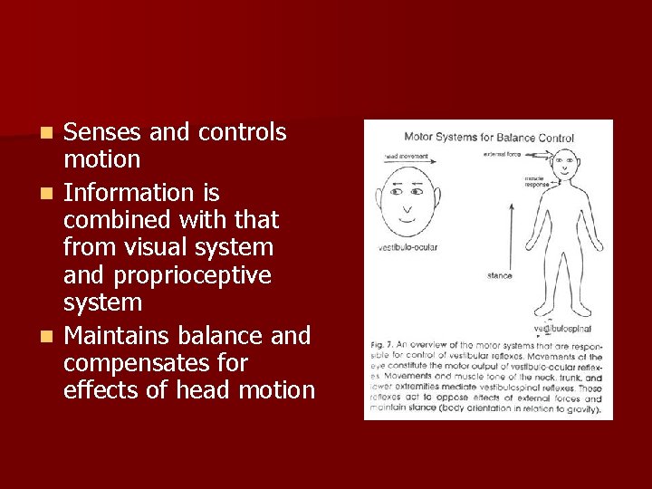 Senses and controls motion n Information is combined with that from visual system and