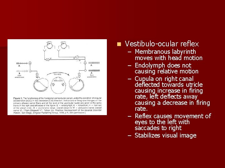 n Vestibulo-ocular reflex – Membranous labyrinth moves with head motion – Endolymph does not