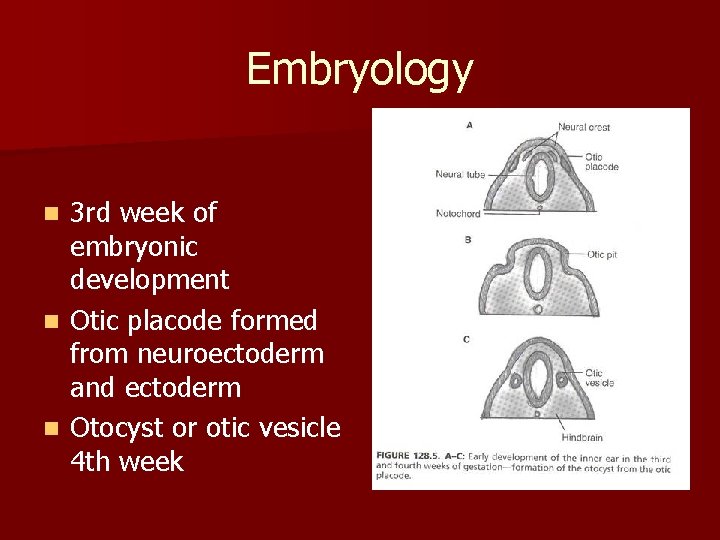 Embryology 3 rd week of embryonic development n Otic placode formed from neuroectoderm and