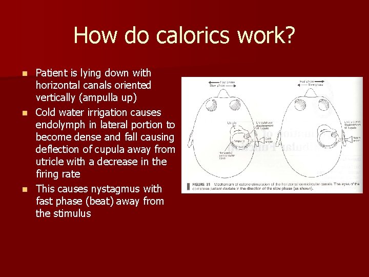 How do calorics work? Patient is lying down with horizontal canals oriented vertically (ampulla