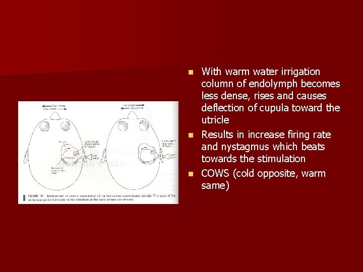 With warm water irrigation column of endolymph becomes less dense, rises and causes deflection