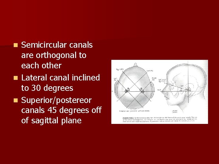 Semicircular canals are orthogonal to each other n Lateral canal inclined to 30 degrees