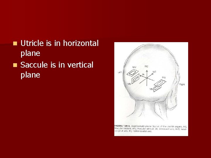 Utricle is in horizontal plane n Saccule is in vertical plane n 