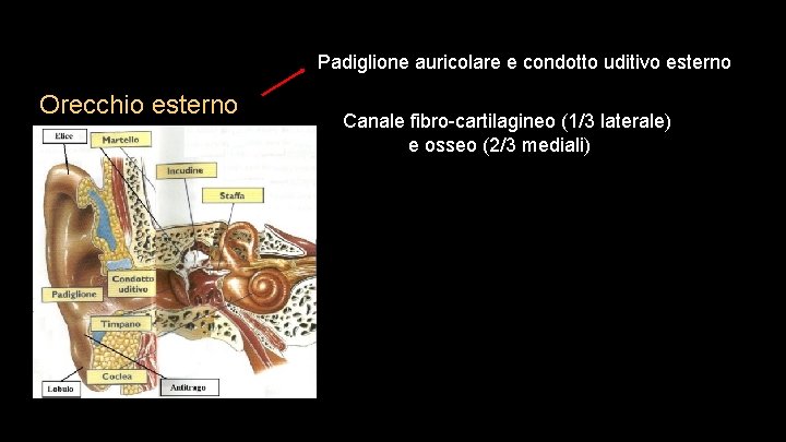 Padiglione auricolare e condotto uditivo esterno Orecchio esterno Canale fibro-cartilagineo (1/3 laterale) e osseo