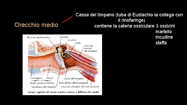  Orecchio medio Cassa del timpano (tuba di Eustachio la collega con il rinofaringe)
