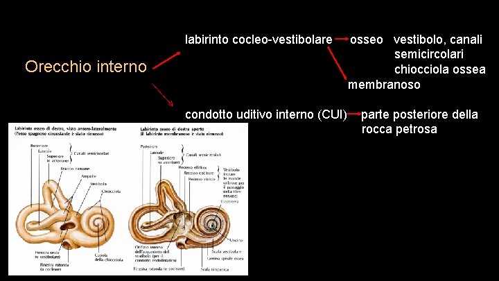 Orecchio interno labirinto cocleo-vestibolare osseo vestibolo, canali semicircolari chiocciola ossea membranoso condotto uditivo interno