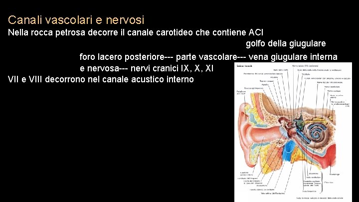 Canali vascolari e nervosi Nella rocca petrosa decorre il canale carotideo che contiene ACI