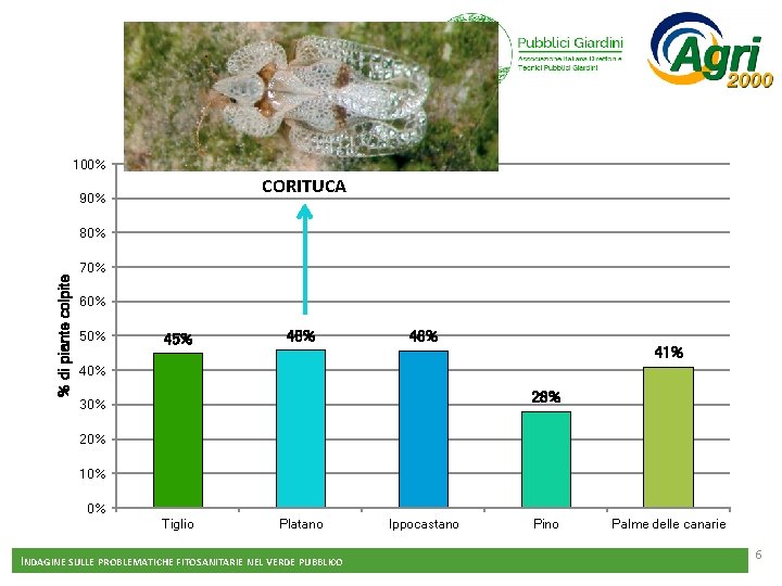100% CORITUCA 90% % di piante colpite 80% 70% 60% 50% 45% 46% 41%