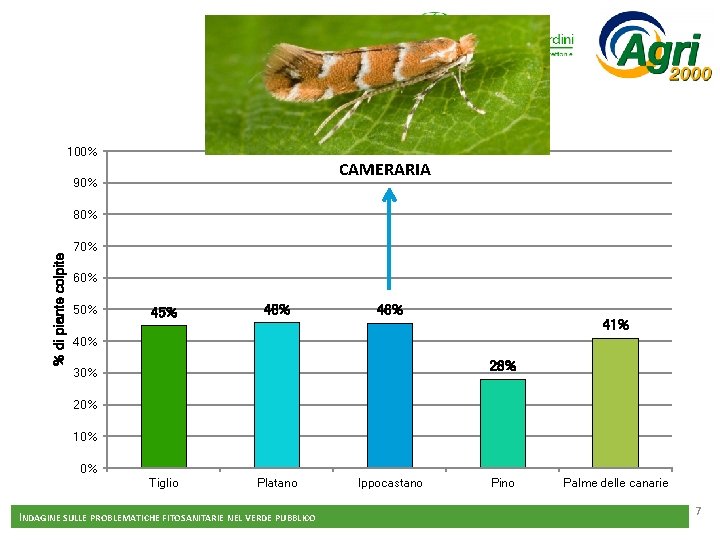 100% CAMERARIA 90% % di piante colpite 80% 70% 60% 50% 45% 46% 41%