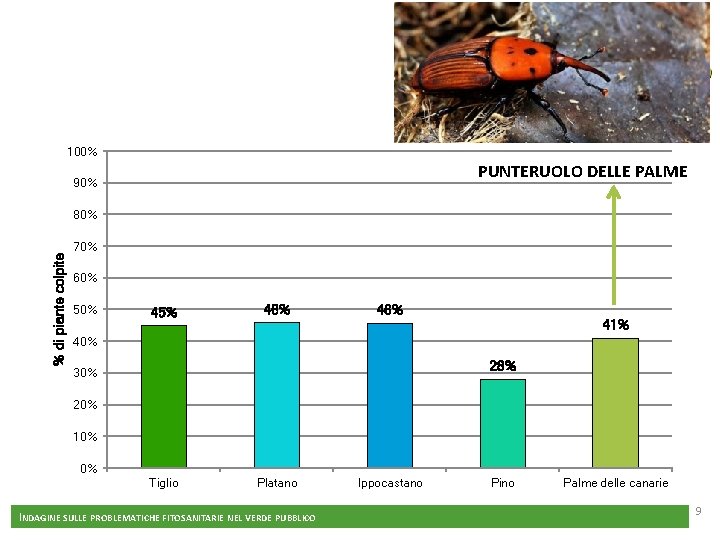 100% PUNTERUOLO DELLE PALME 90% % di piante colpite 80% 70% 60% 50% 45%