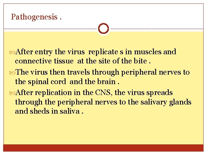 Pathogenesis. After entry the virus replicate s in muscles and connective tissue at the