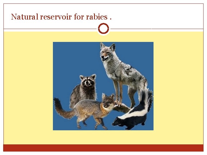 Natural reservoir for rabies. 