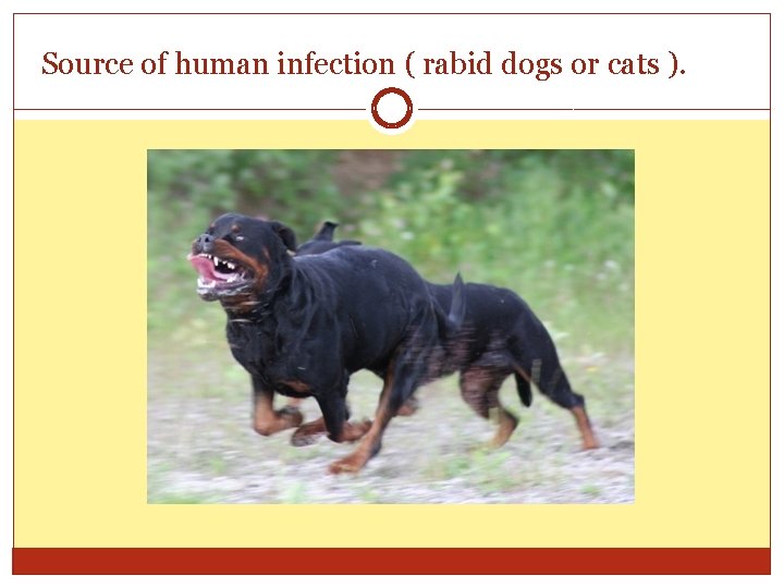 Source of human infection ( rabid dogs or cats ). 