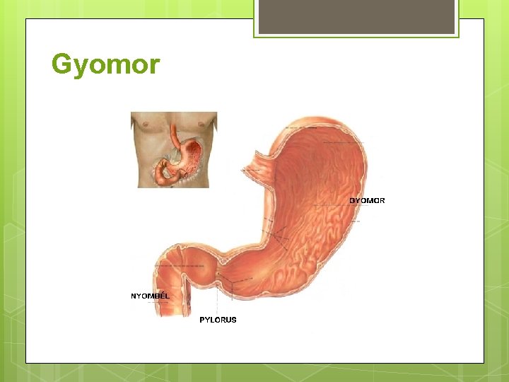 Gyomor 