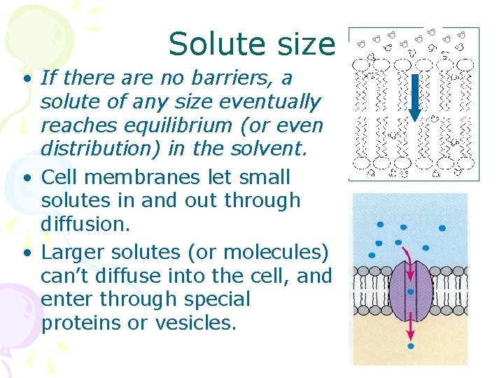 Solute size • If there are no barriers, a solute of any size eventually
