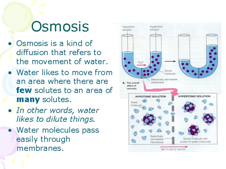Osmosis • Osmosis is a kind of diffusion that refers to the movement of