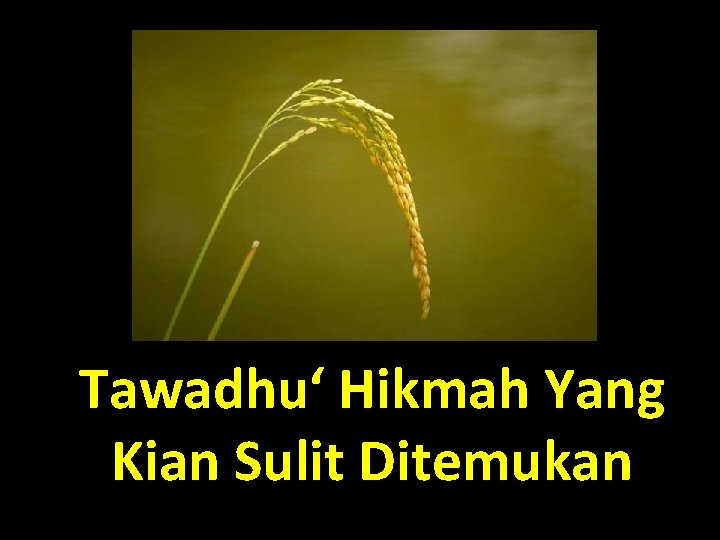 Tawadhu‘ Hikmah Yang Kian Sulit Ditemukan 