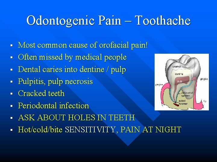 Odontogenic Pain – Toothache § § § § Most common cause of orofacial pain!