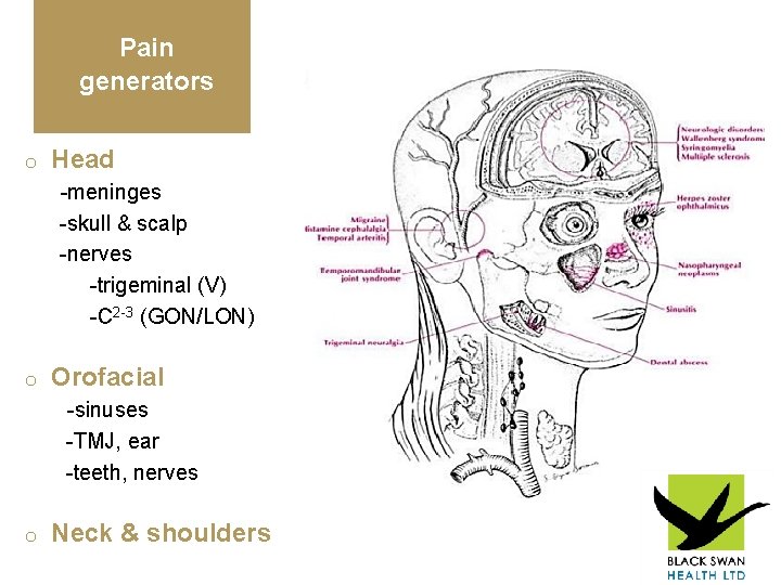 Pain generators o Head -meninges -skull & scalp -nerves -trigeminal (V) -C 2 -3