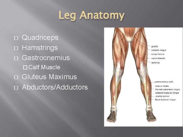 Leg Anatomy � � � Quadriceps Hamstrings Gastrocnemius � Calf � � Muscle Gluteus