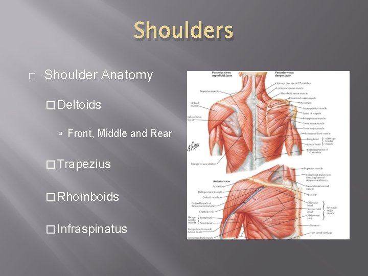 Shoulders � Shoulder Anatomy � Deltoids Front, Middle and Rear � Trapezius � Rhomboids