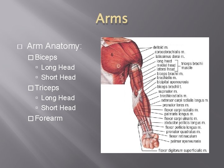 Arms � Arm Anatomy: � Biceps Long Head Short Head � Triceps Long Head