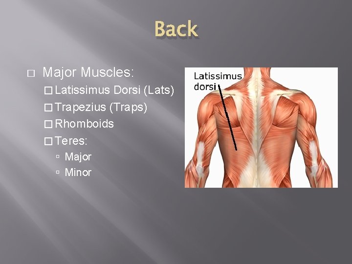 Back � Major Muscles: � Latissimus Dorsi (Lats) � Trapezius (Traps) � Rhomboids �