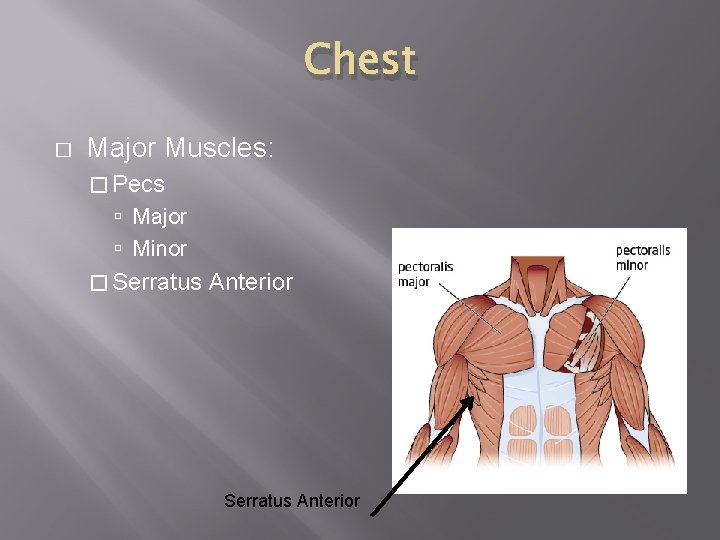 Chest � Major Muscles: � Pecs Major Minor � Serratus Anterior 