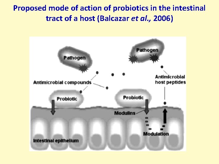 Proposed mode of action of probiotics in the intestinal tract of a host (Balcazar