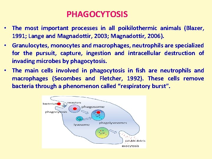  PHAGOCYTOSIS • The most important processes in all poikilothermic animals (Blazer, 1991; Lange