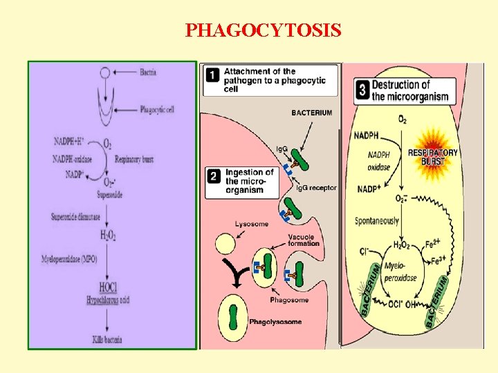  PHAGOCYTOSIS 