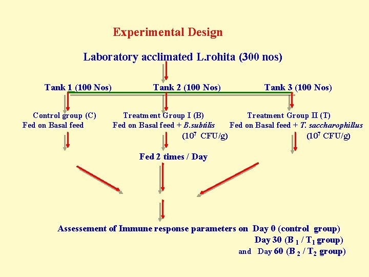  Experimental Design Laboratory acclimated L. rohita (300 nos) Tank 1 (100 Nos) Tank