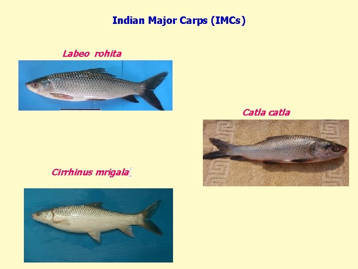 Indian Major Carps (IMCs) Labeo rohita Catla catla Cirrhinus mrigala[ 