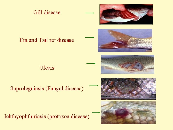 Gill disease Fin and Tail rot disease Ulcers Saprolegniasis (Fungal disease) Ichthyophthiriasis (protozoa disease)