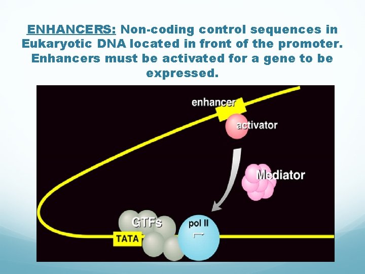 ENHANCERS: Non-coding control sequences in Eukaryotic DNA located in front of the promoter. Enhancers