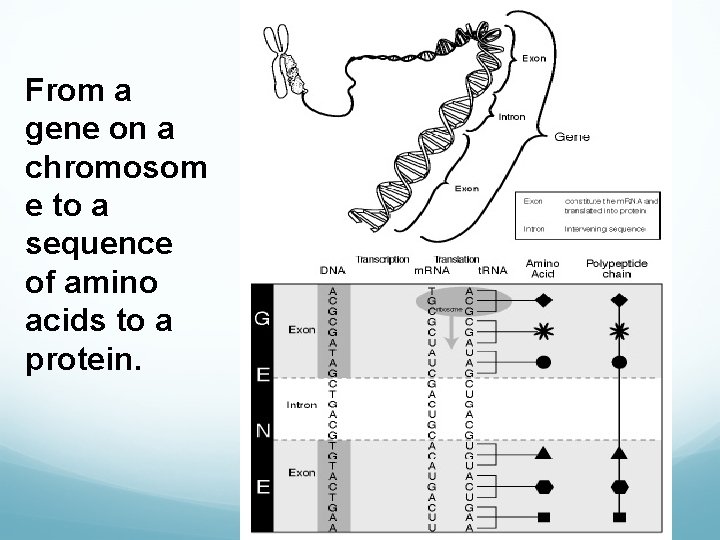 From a gene on a chromosom e to a sequence of amino acids to