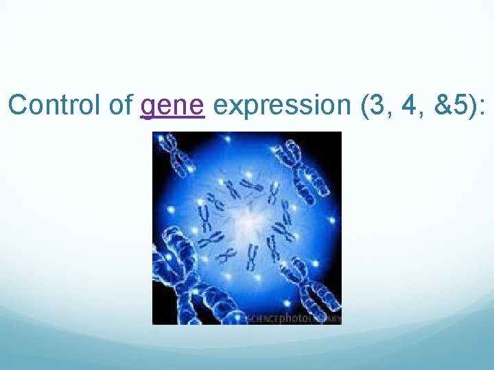 Control of gene expression (3, 4, &5): 