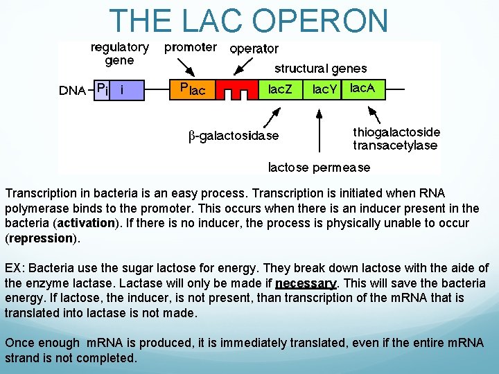 THE LAC OPERON Transcription in bacteria is an easy process. Transcription is initiated when